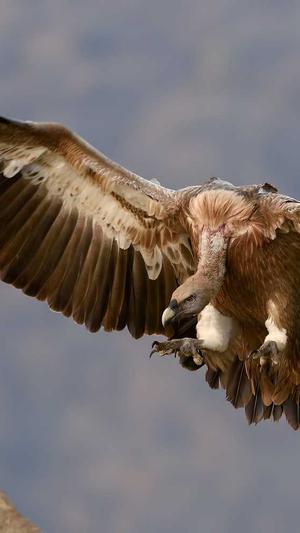 首页seo优化截图4