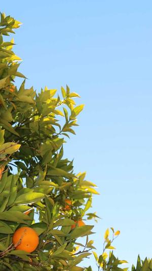 搜狗蜘蛛池多少蜘蛛有用截图5