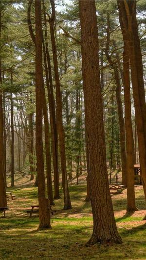 泛目录如何快速收录截图1