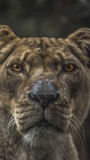 沉默蜘蛛池驱动截图1