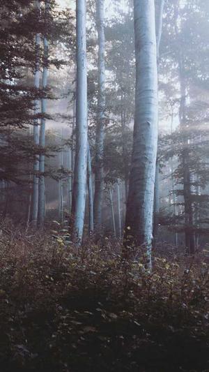 seo收录查询工具截图1