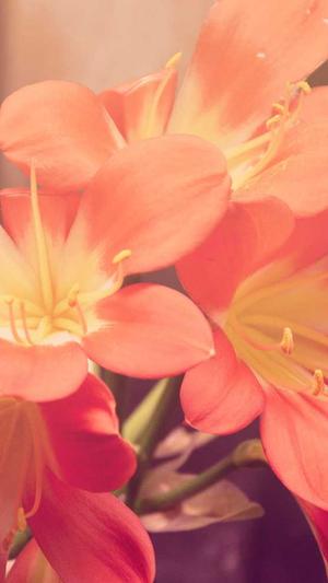 百度seo推广工具截图2