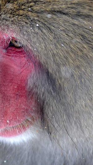 搜狗泛目录玩法截图1